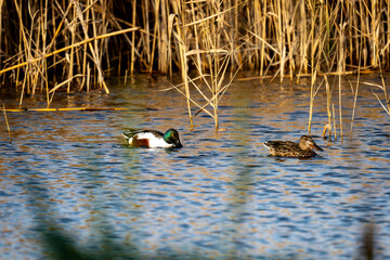 Northern Shoveler Pair Swimming in Marsh Wetland