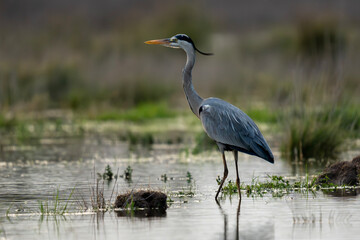 Grey Heron Standing in Shallow Wetland Water