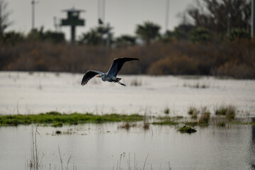 Grey Heron Flying with Wings Extended Over Marsh