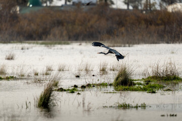 Grey Heron Gliding Low Over Wetland Water