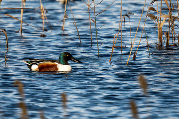Female Northern Shoveler Swimming in Marsh Wetland