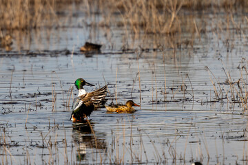 Northern Shoveler Male and Female in Wetland Habitat