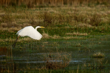 Great Egret in Flight Above Wetland Marsh