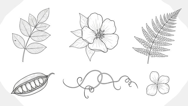 Collection of various botanical illustrations including leaves and flowers