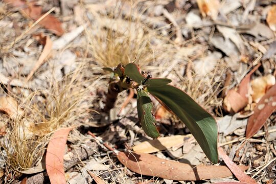 Jack Jumper Ant  with captured spiderling prey, South Australia