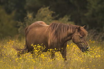 Meadow Of Buttercups (Ranunculus) WIth A Grazing Horse
