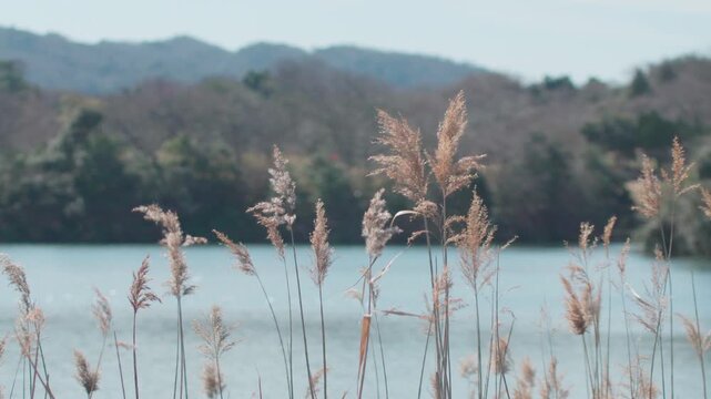 湖畔の風景