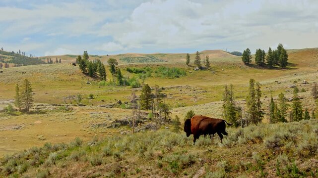 A bison in Yellowstone national park Wyoming USA on a cloudy day enjoying green grass by the river and green mountain hills in the background 4K 