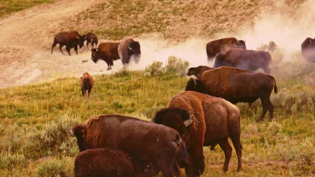 A herd of play bison in Yellowstone national park Wyoming USA on a sunny day enjoying green grass taking a dust bath by the river 4K