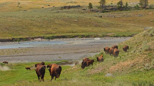 A herd of play bison in Yellowstone national park Wyoming USA on a cloudy day enjoying green grass by the river and green hills in the background 4K