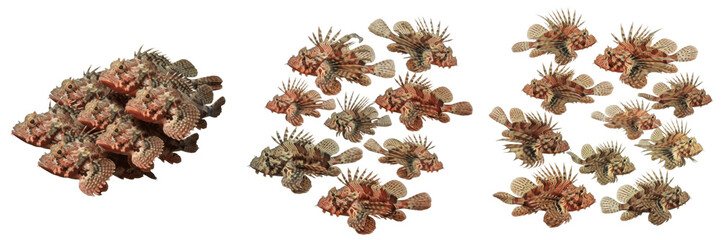 Obraz premium School of Scorpionfish Swimming on White Background, Scorpaenidae Family, Tropical Marine Reef Fish, Scorpionfish Shoal, Venomous Reef Fish Photography