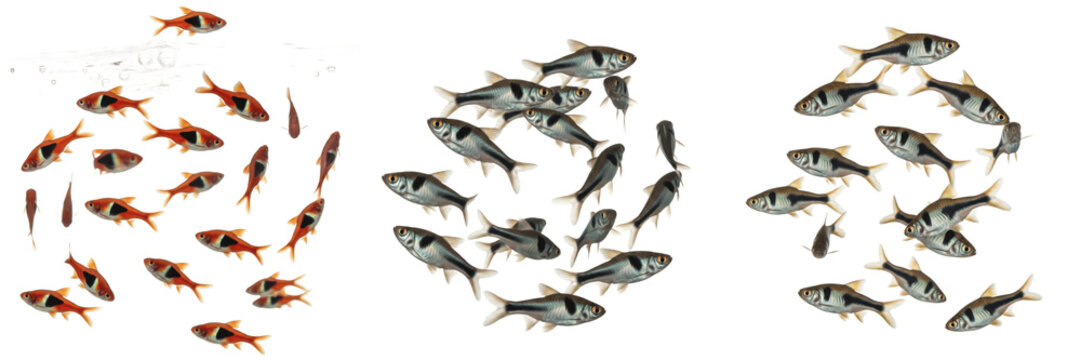 School of Rasboras Swimming on White Background, Rasbora Genus, Cyprinidae Family, Tropical Freshwater Aquarium Fish, Rasbora Shoal, Small Colorful Fish Photography