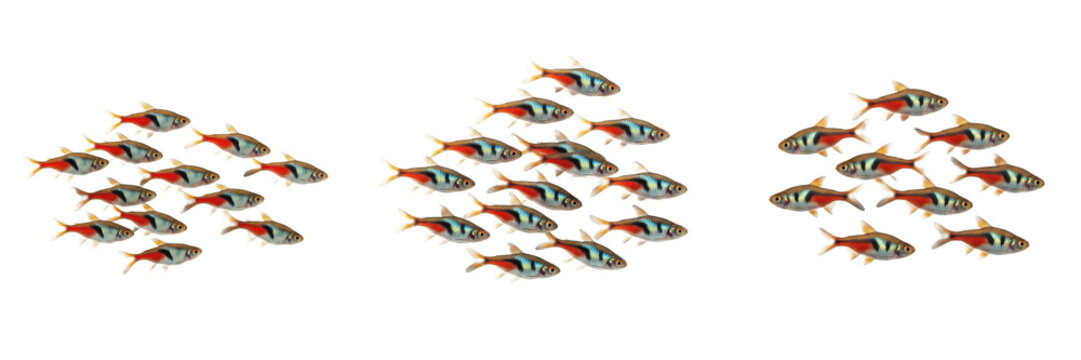School of Tetra Fish Swimming on White Background, Characidae Family, Tropical Freshwater Aquarium Fish, Tetra Shoal, Colorful Small Fish Photography
