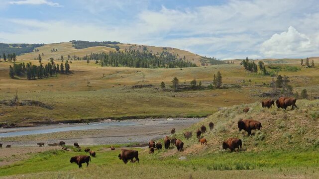 A herd of play bison in Yellowstone national park Wyoming USA on a cloudy day enjoying green grass by the river and green mountain hills in the background 4K 