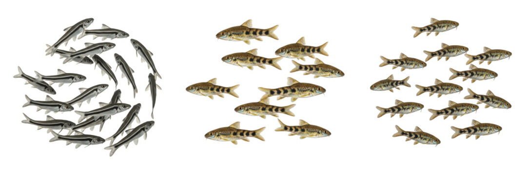 School of Loaches Swimming on White Background, Cobitidae Family, Tropical Freshwater Fish, Loach Shoal, Small Bottom-Dwelling Aquarium Fish Photography