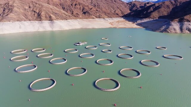 Fish farm cages float serenely on a Orto Tokoy Reservoir surrounded by mountainous terrain. Descending drone view.