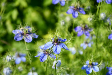 Obraz premium クロタネソウ Nigella 