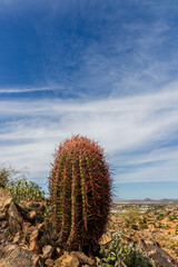 Panoramic view of Phoenix, Arizona, from the hiking trail of Lookout Mountain Park with a big cactus on the foreground