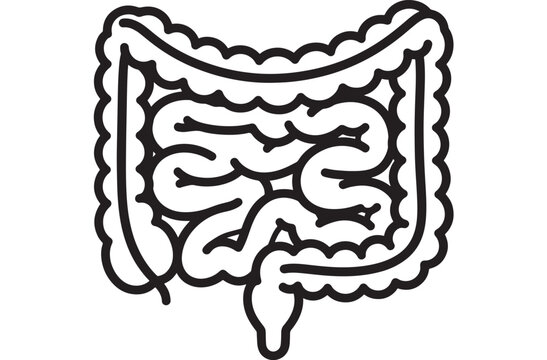 Intestine icon line art illustration of human digestive system, colon and small bowel outline symbol for gastroenterology, anatomy education, medical app UI