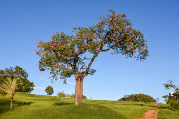 tree in the field