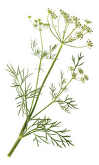 Detailed botanical stem with delicate umbel flower clusters in pristine white blooms isolated on a transparent background