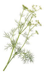 Fototapeta premium Detailed botanical view of finely branched umbelliferous plant flowers in natural light isolated on a transparent background