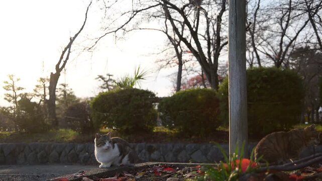 沈む夕日を背景にくつろぐキジ猫とトラ猫 （滋賀県長浜市, 2025年12月）