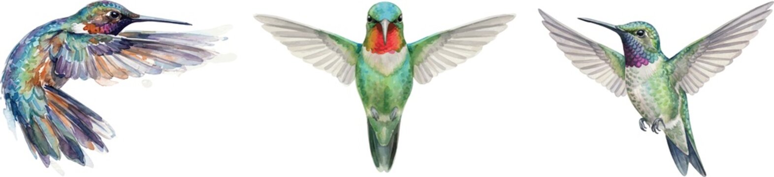 watercolor set of hummingbirds
