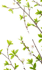 Delicate Spring Buds and Emerging Green Leaves on Branches isolated on a transparent background fresh blossoms