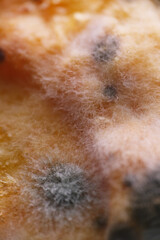 Fototapeta premium Growth of mold and fungus on scones surface