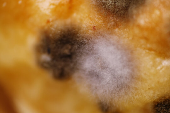 Growth of mold and fungus on scones surface