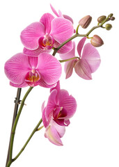 Pink Orchids with Delicate Petals in Natural Light Display isolated on a transparent background
