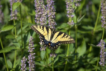 Eastern Tiger Swallowtail butterfly (Papilio glaucus) with vibrant yellow and black wings pollinating purple Anise Hyssop (Agastache foeniculum) flowers in a sunny summer garden.