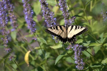 Eastern Tiger Swallowtail butterfly (Papilio glaucus) feeding on purple flower spikes of Anise Hyssop (Agastache foeniculum) in a summer garden setting.