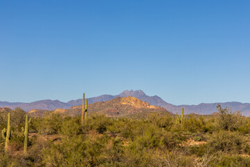 A panoramic image of the southwest desert landscape of Arizona with Saguaro cactus viewed from the Lost Dutchman State Park, Phoenix, Arizona