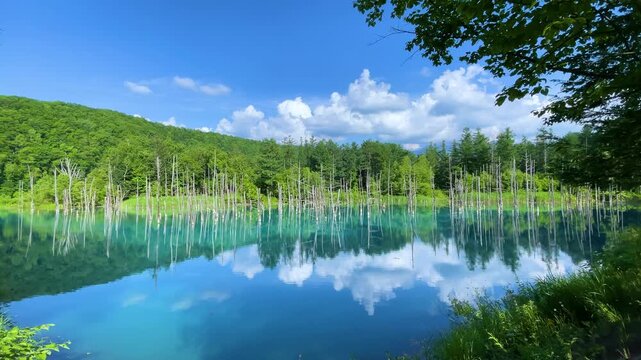 白金青い池（北海道美瑛町）