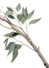 Eucalyptus branch with slender green leaves on natural wood stem isolated on a transparent background 1