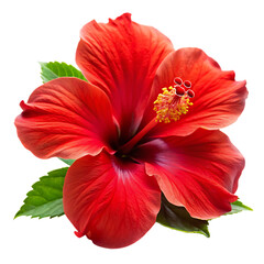 Vibrant red hibiscus bloom with detailed petals and central stamens on clean white background isolated on a transparent background