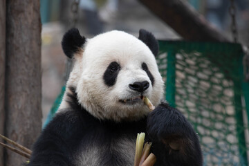 Obraz premium A Portrait of Sweet panda, Meng Er, Beijing, China