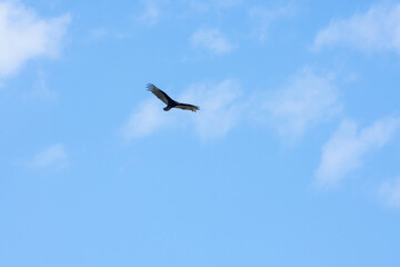 Flying bird against the sky.
