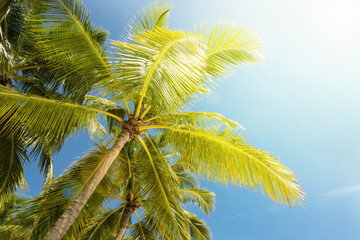 Coconut palms against blue sky. Beautiful tropical forest.