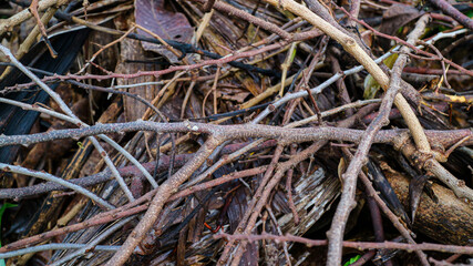 Closeup photo of tree branch. Broken of bark background with trunks. Trash of natural wood background