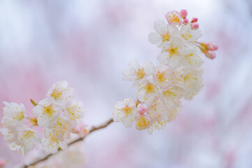 Obraz premium Close Up of White Cherry Blossoms with Soft Background