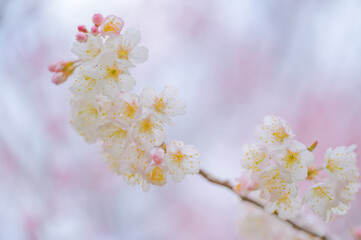 Obraz premium Close Up of White Cherry Blossoms with Soft Background