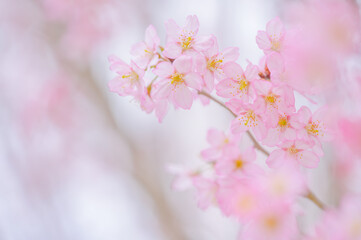 Soft Pink Cherry Blossoms with Dreamy Background
