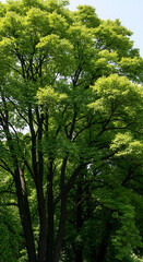 Tall green trees with lush foliage standing in a serene landscape viewed from a distance on a clear day