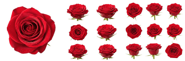 Naklejka premium Set and collection red rose flowers romantic blooming garden flora isolated on white transparent png background
