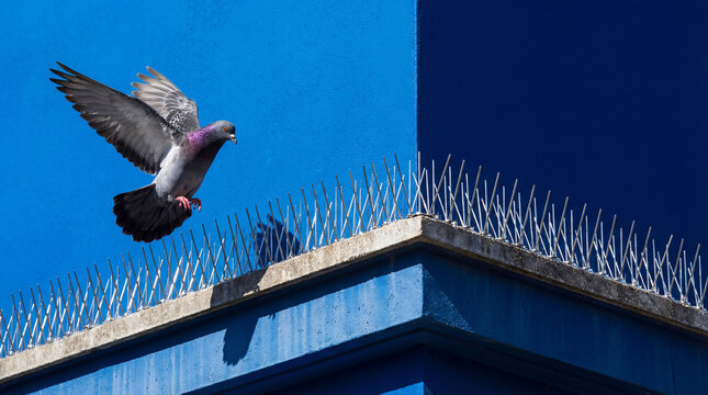 Pigeon flying past bright chrome metal bird-repellent spikes on a blue building edge, depicting urban bird deterrents for architectural bird proofing and city maintenance blogs