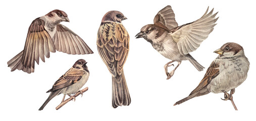 Watercolor set with flying sparrow isolated on white background. Wild brown bird for card or celebration invite. Summer or spring time animal with wing. Botanical clipart for wallpaper or wrapping © NatashaKun