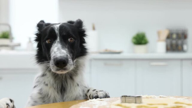 Cute dog near board with raw bone shaped cookies on wooden table in kitchen. Camera moving forward